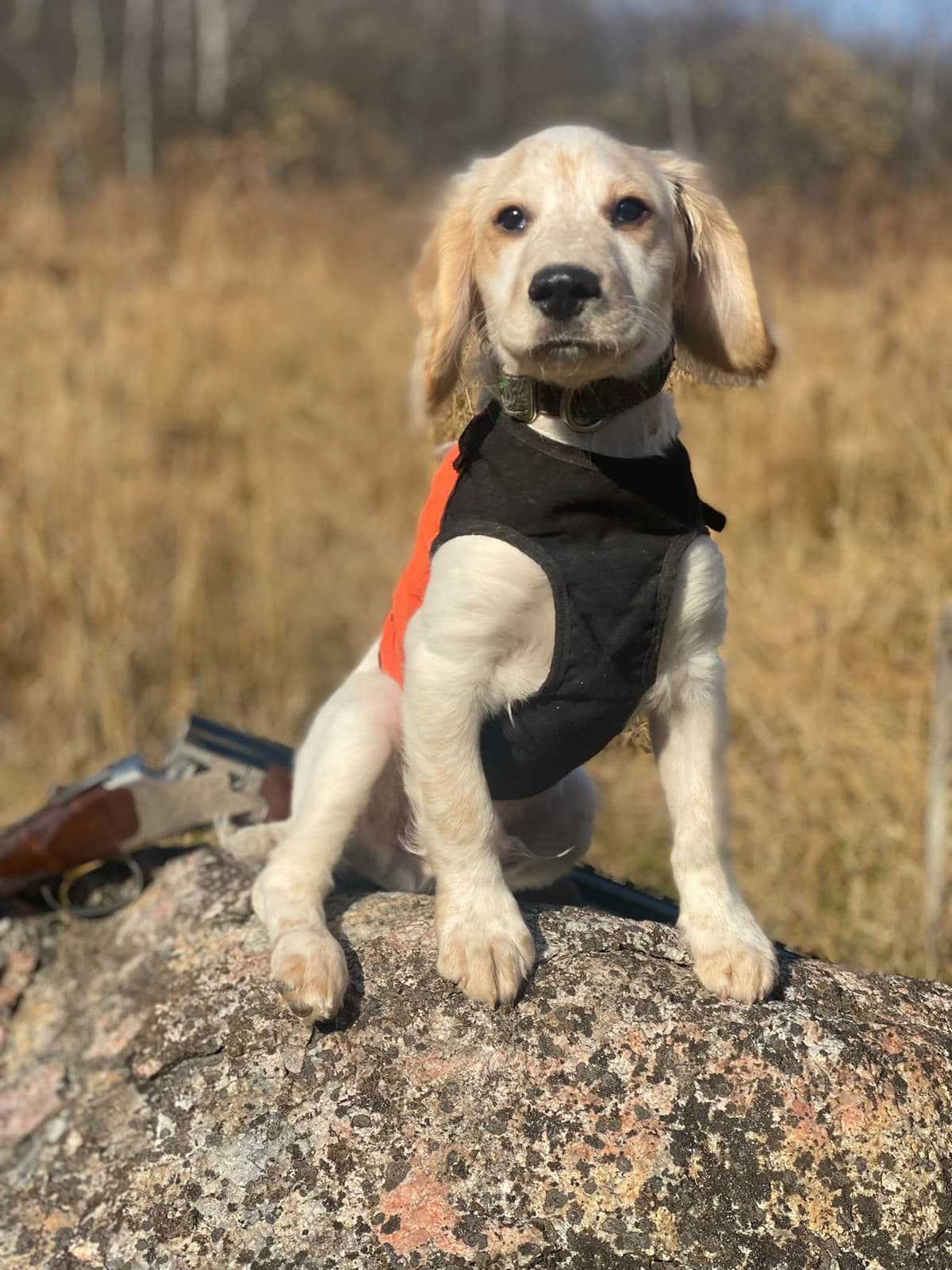 English Cocker Spaniel Puppies breeder image 21