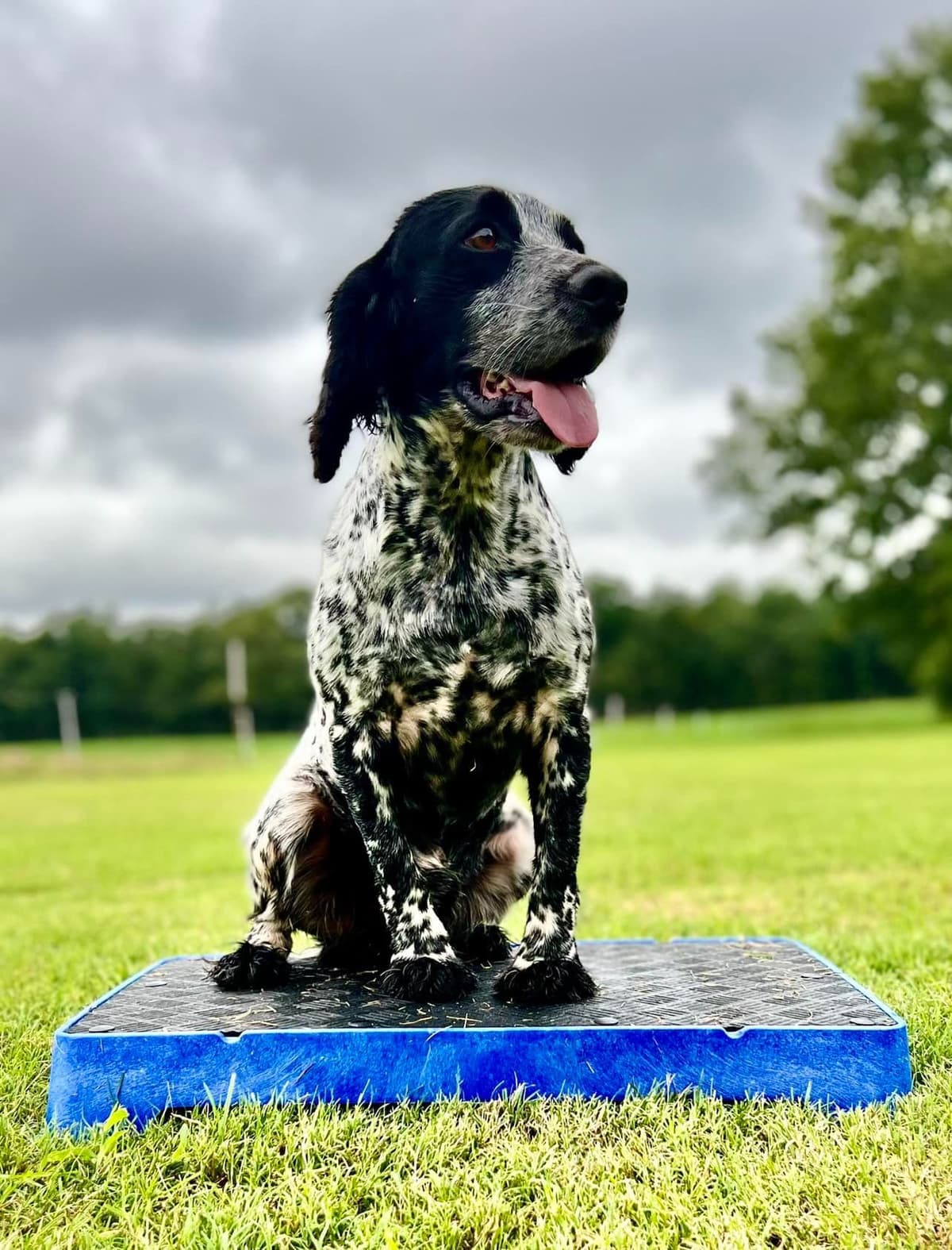 English Cocker Spaniel Puppies breeder image 3