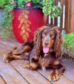 Field Bred English Cocker Spaniel Puppies media 2