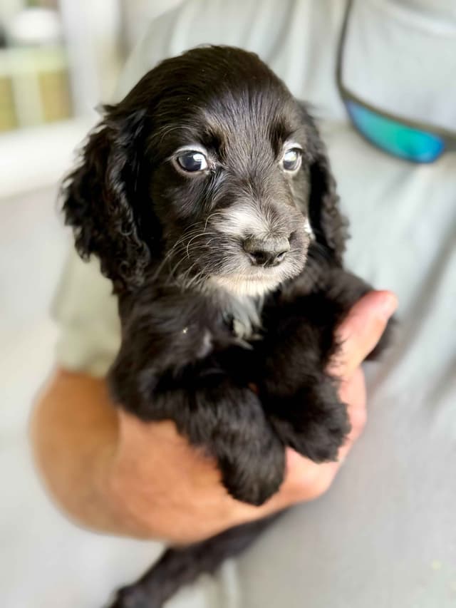 Field Bred English Cocker Spaniel Puppies media 4