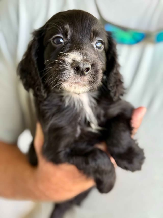Field Bred English Cocker Spaniel Puppies media 5