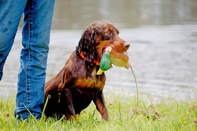 English Cocker Spaniel Puppies media 5