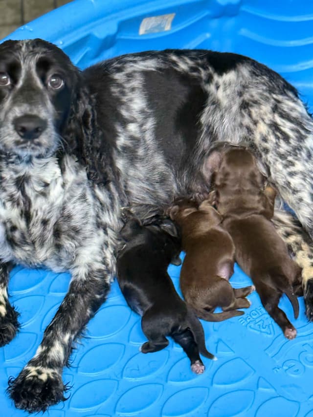 English Cocker Spaniel Puppies media 4