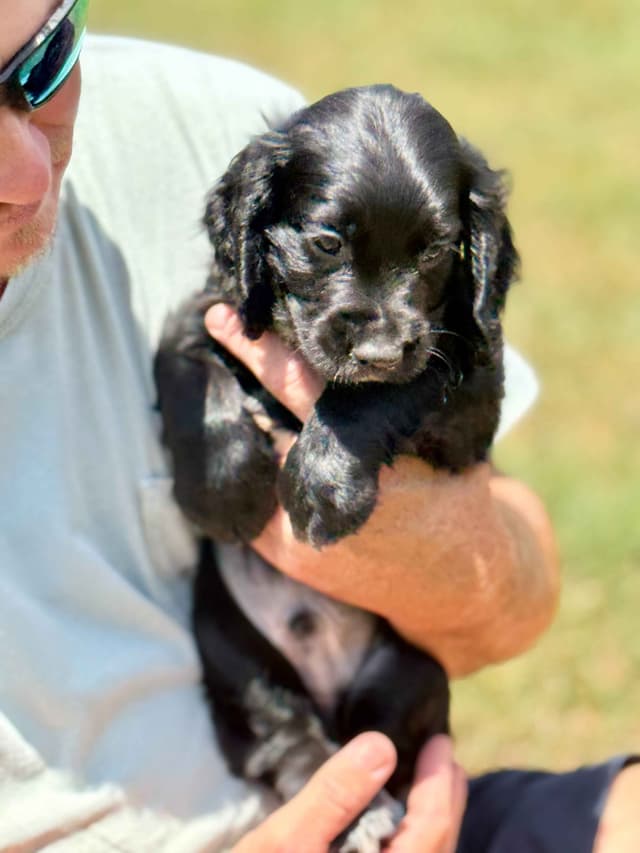 English Cocker Spaniel Puppies media 3