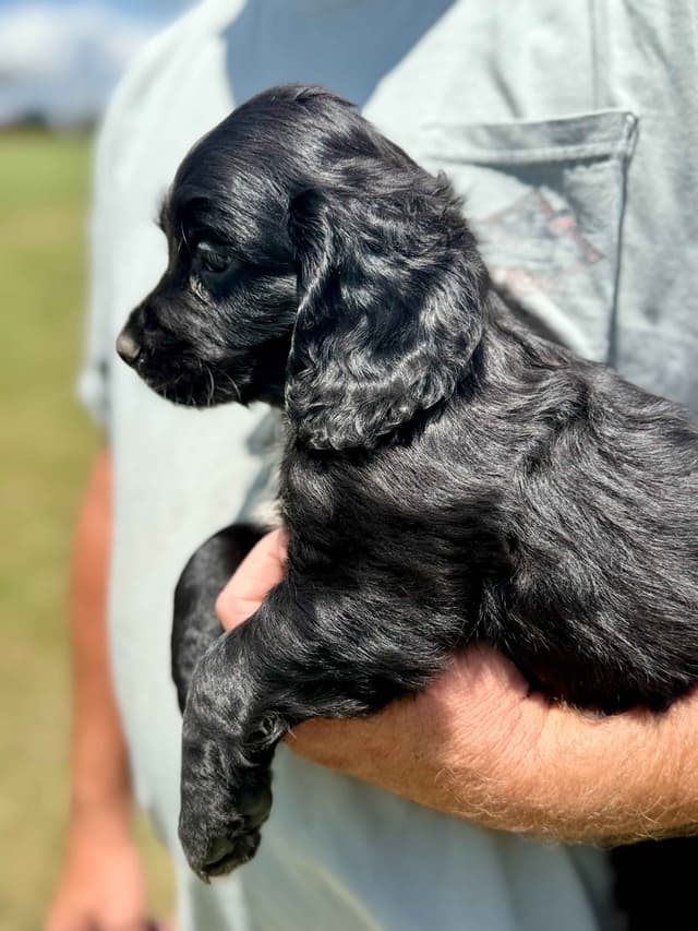 English Cocker Spaniel Puppies media 2