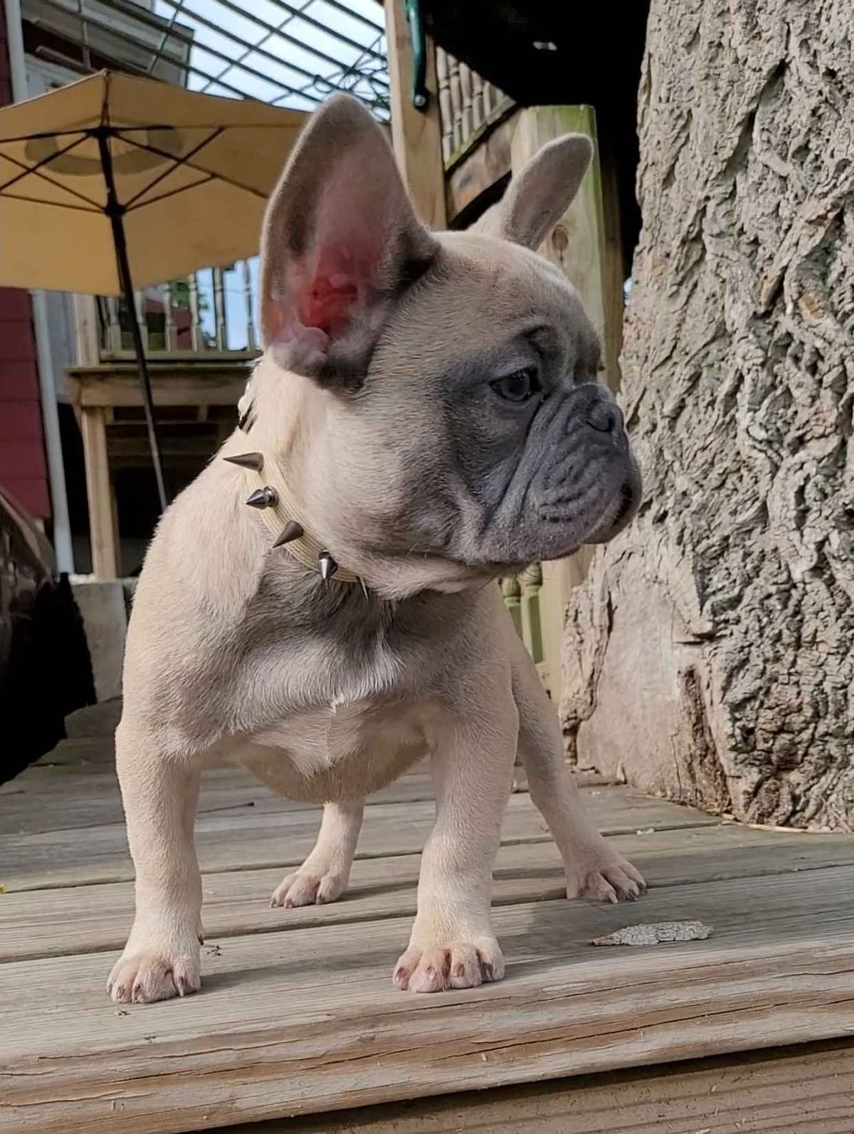 French Bulldog Puppies breeder image 4