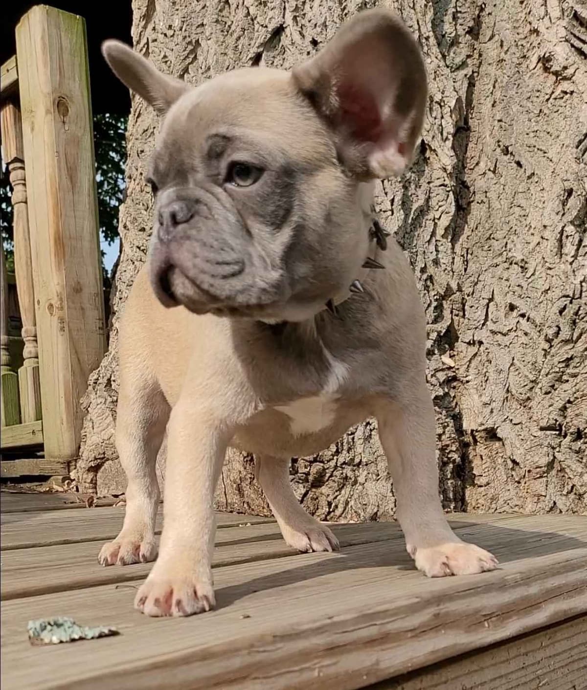 French Bulldog Puppies breeder image 5