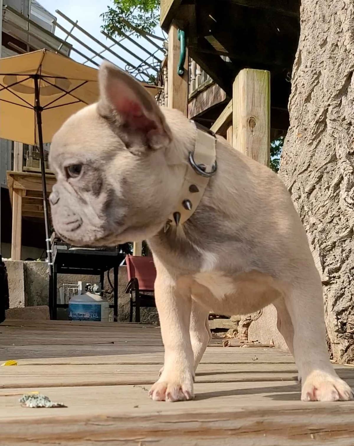 French Bulldog Puppies breeder image 6