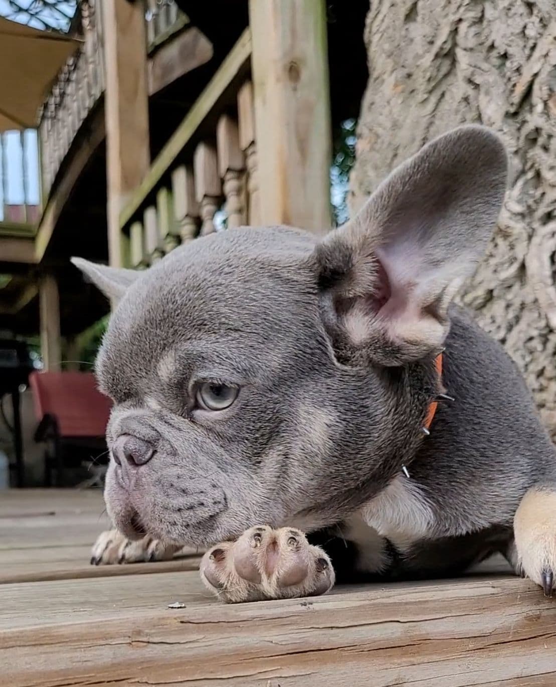 French Bulldog Puppies breeder image 10