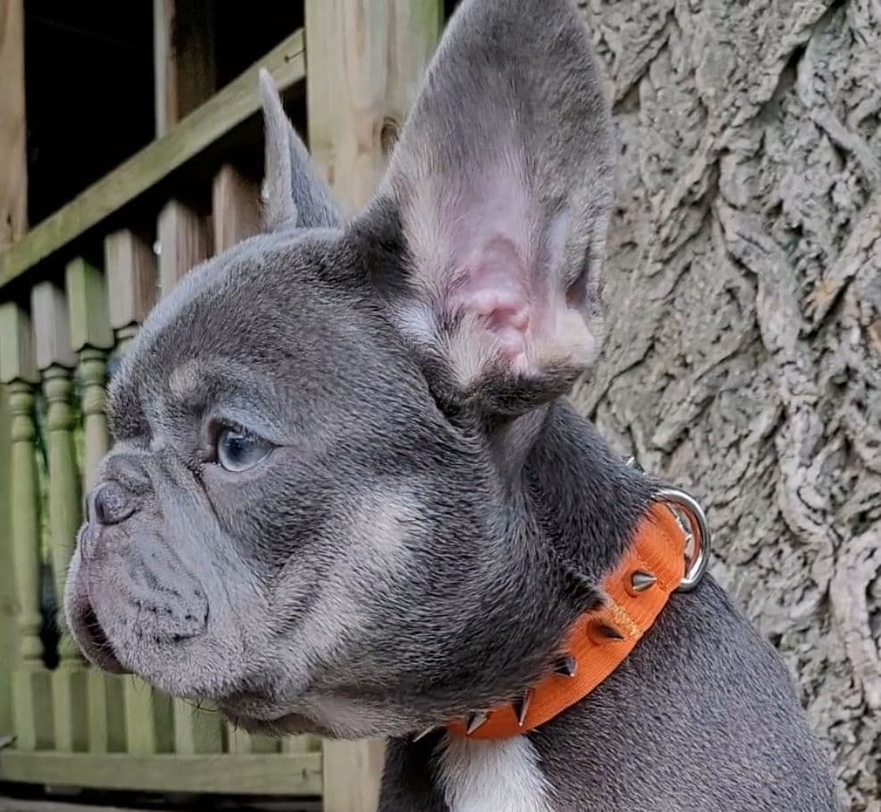 French Bulldog Puppies breeder image 2