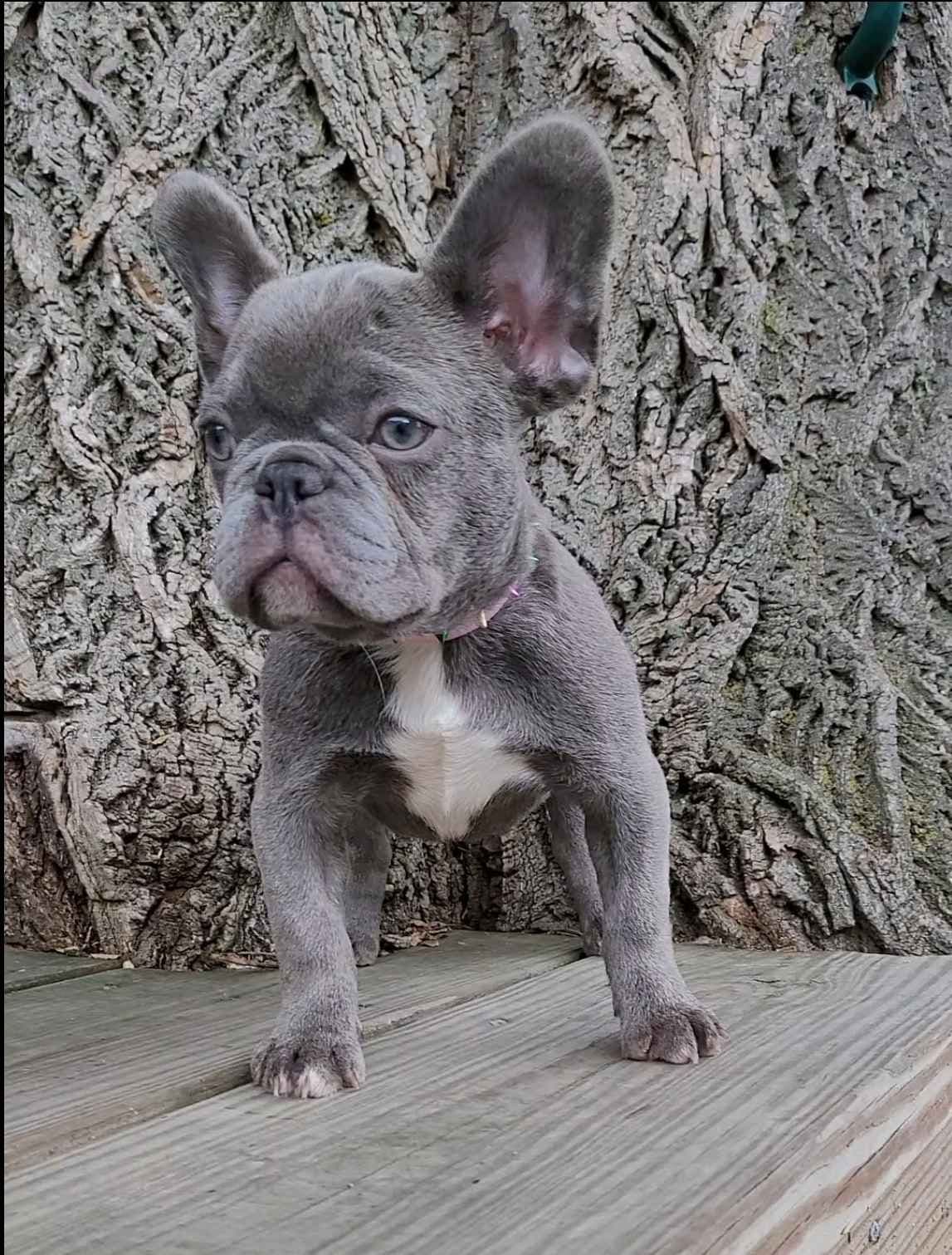 French Bulldog Puppies breeder image 8