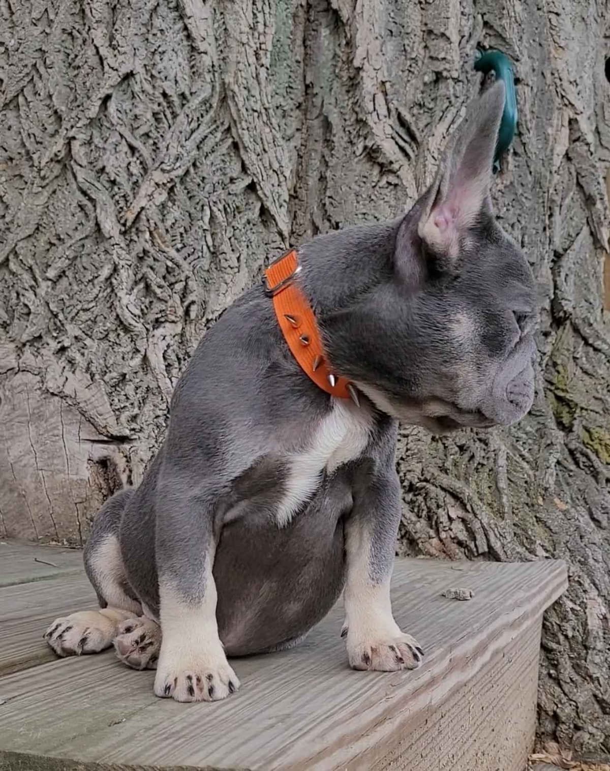 French Bulldog Puppies breeder image 11
