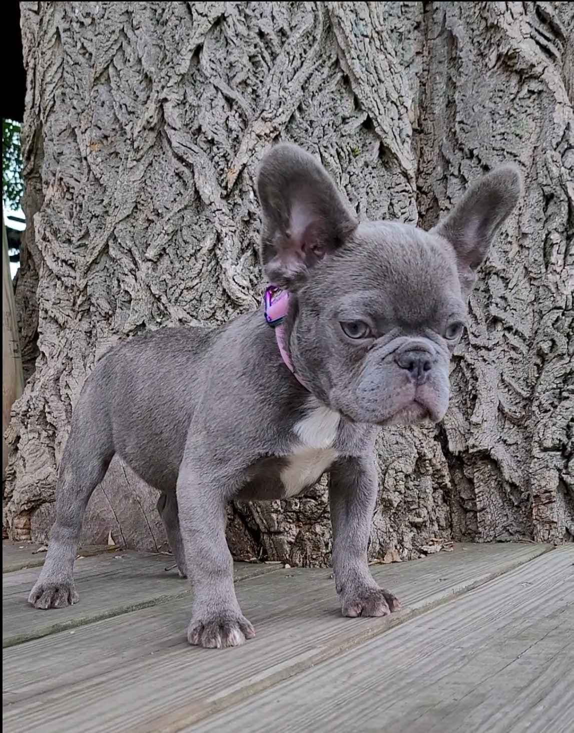 French Bulldog Puppies breeder image 7