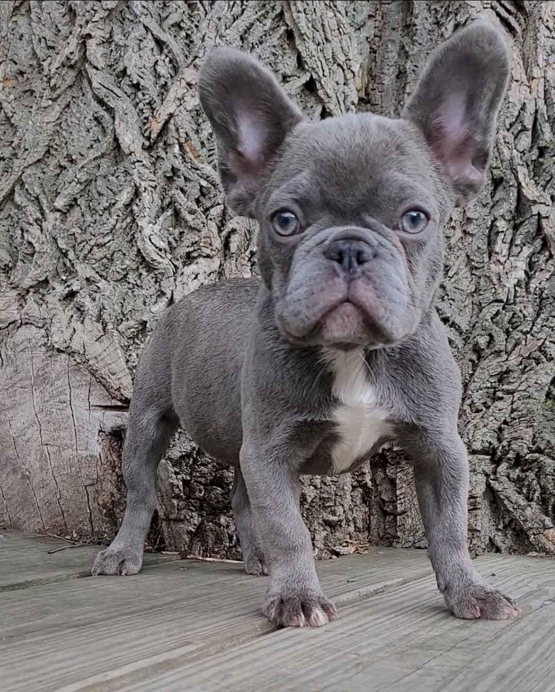 French Bulldog Puppies breeder image 9