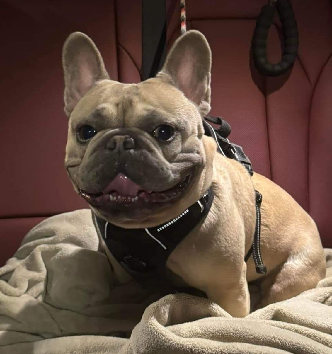 French Bulldog Puppies breeder image 16