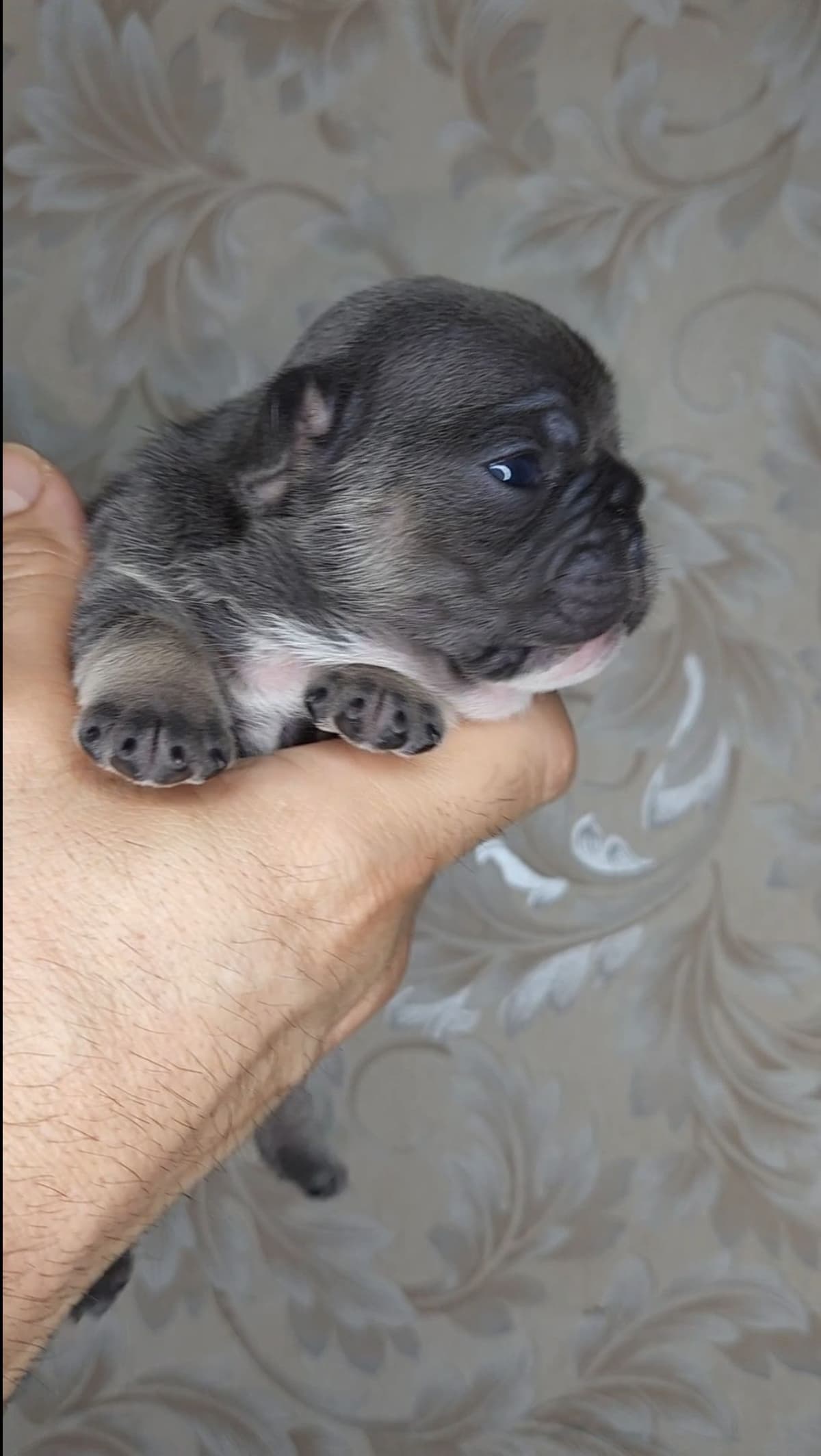 French Bulldog Puppies breeder image 17