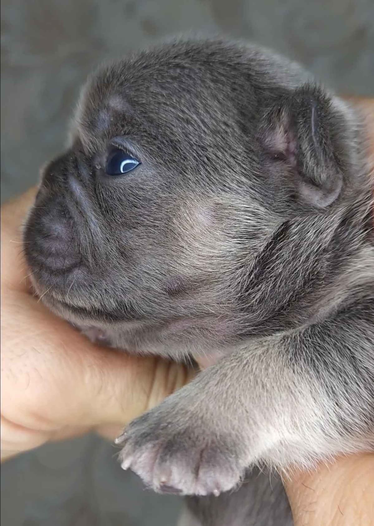 French Bulldog Puppies breeder image 20