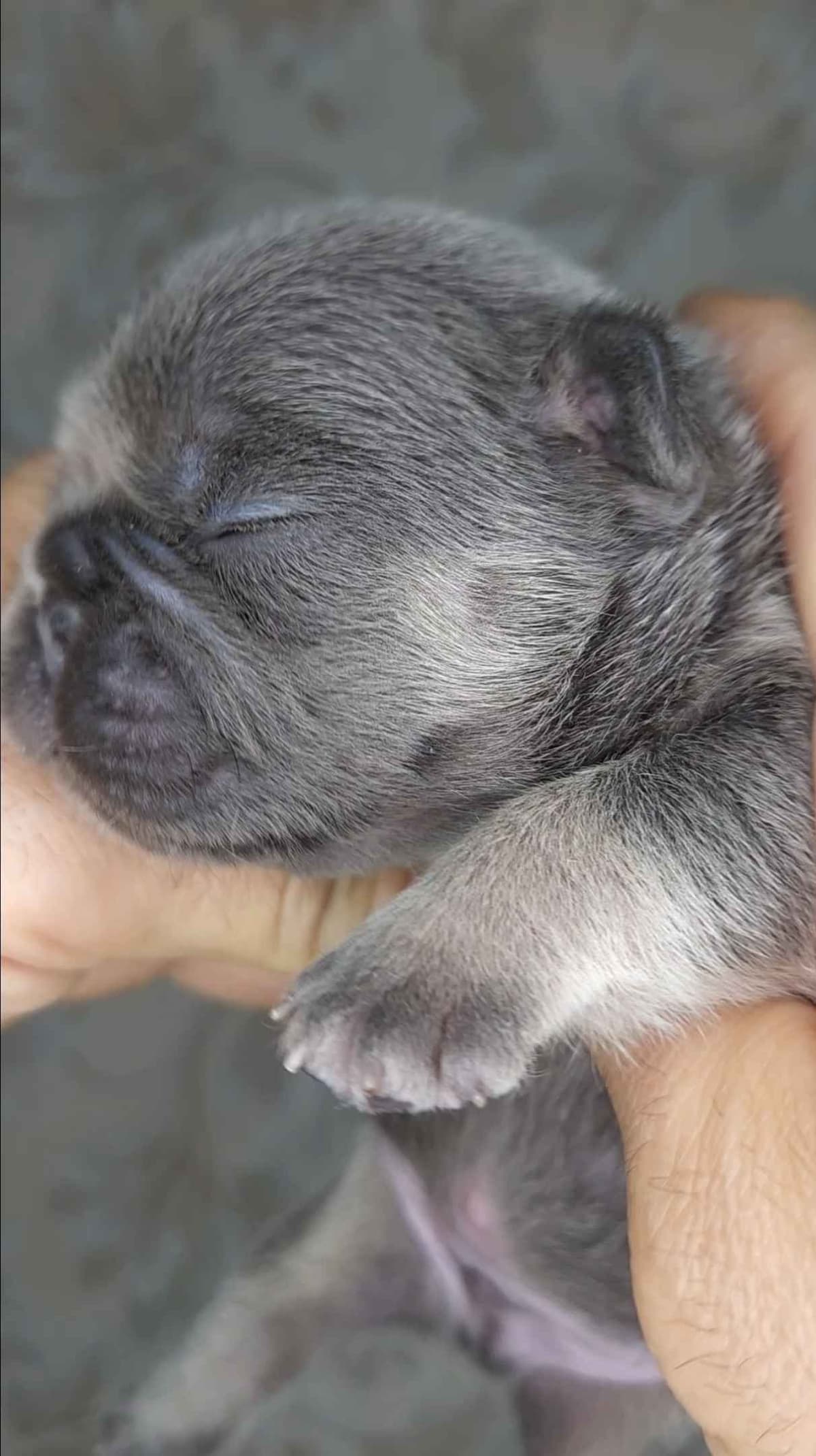 French Bulldog Puppies breeder image 21