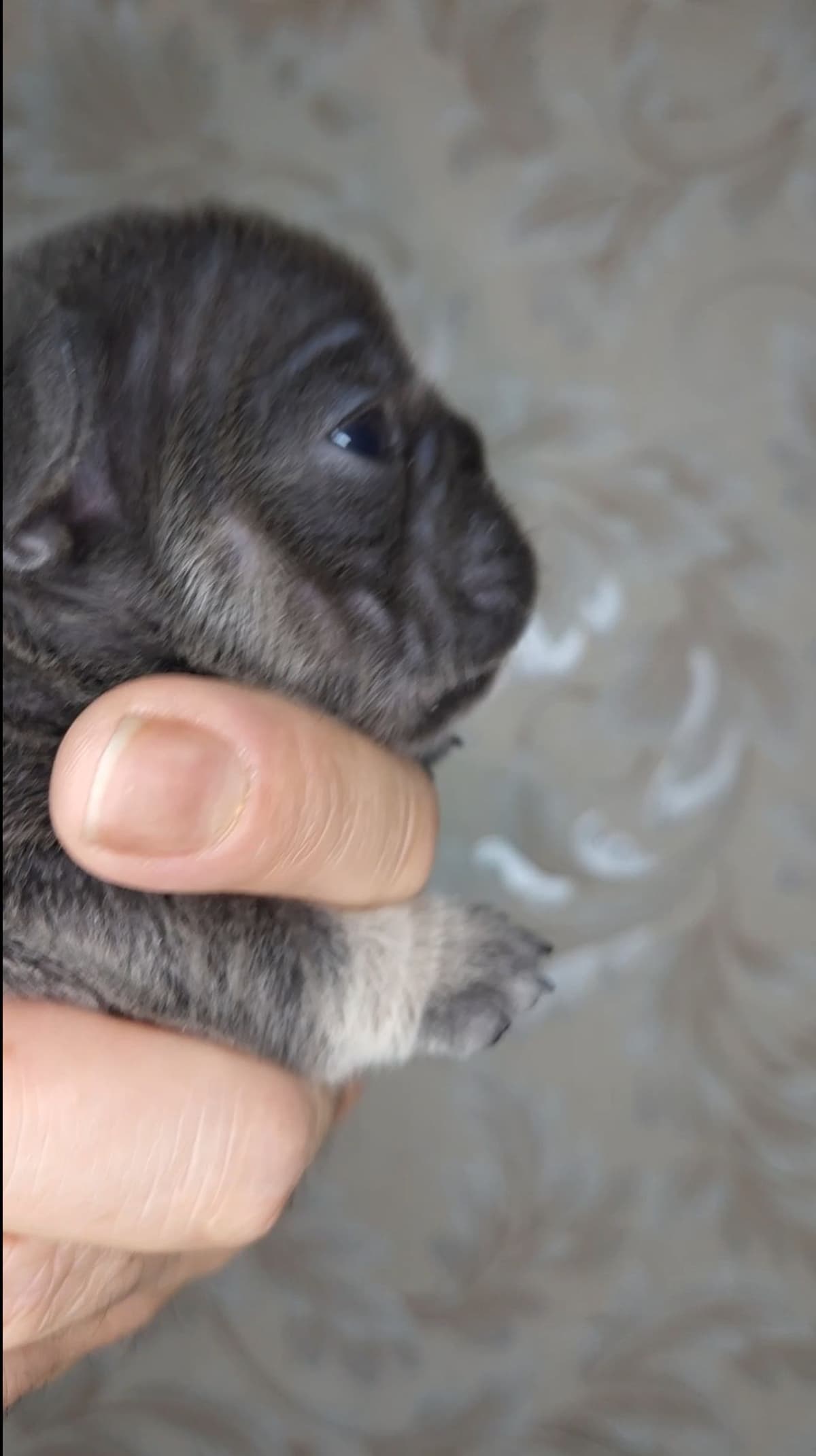 French Bulldog Puppies breeder image 19