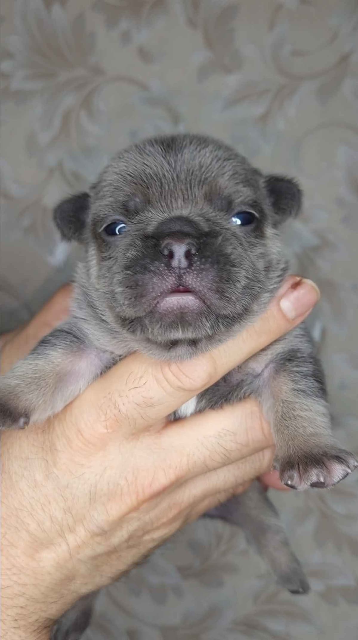 French Bulldog Puppies breeder image 22