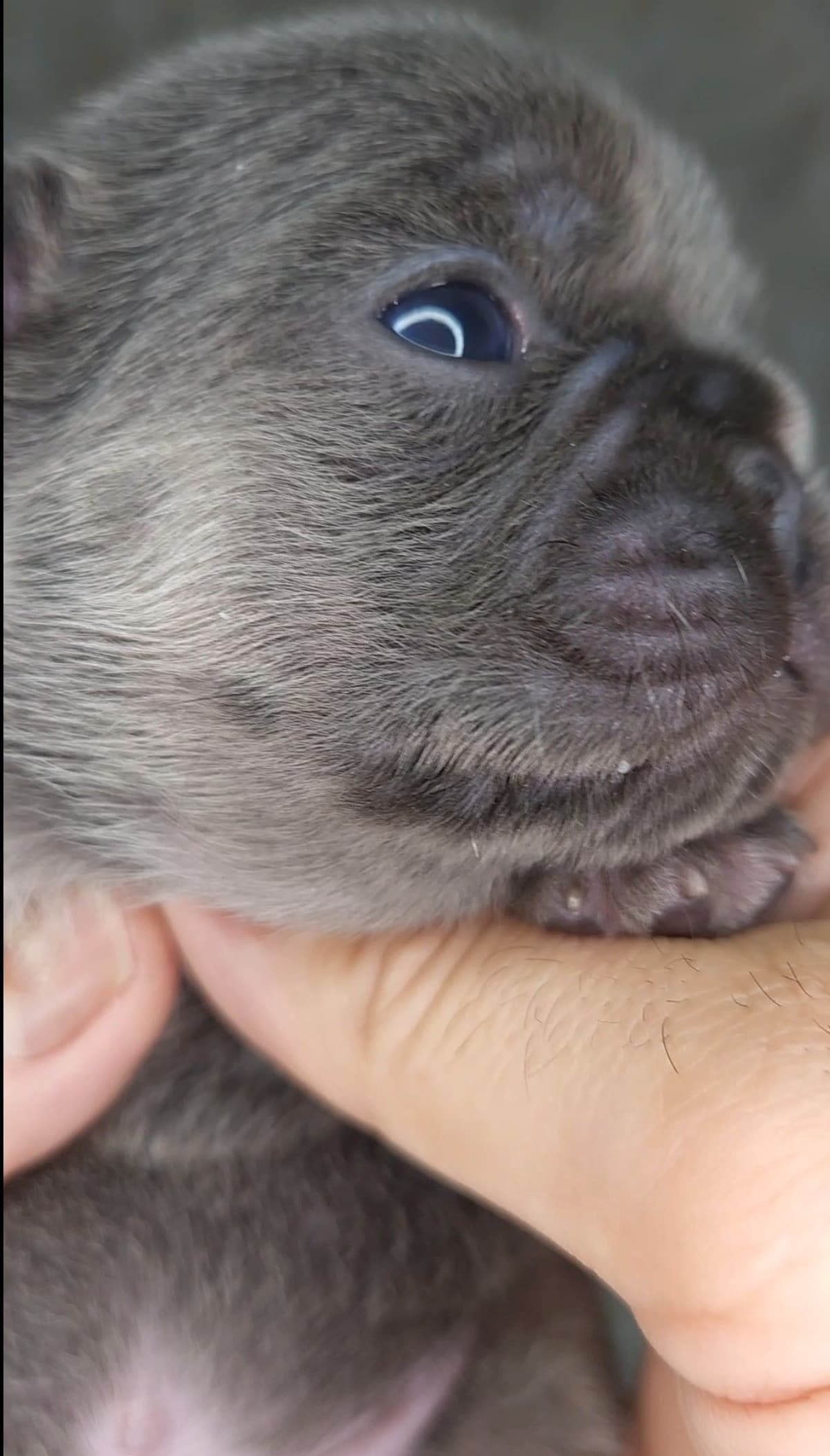 French Bulldog Puppies breeder image 23