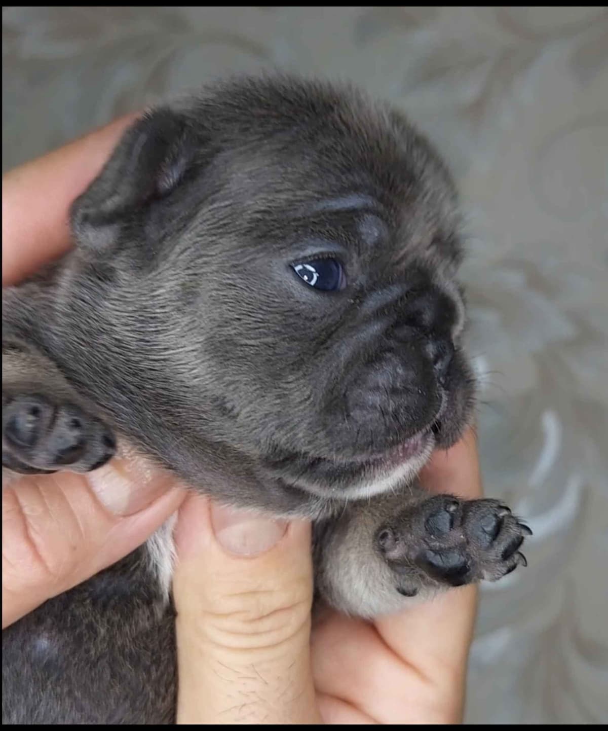 French Bulldog Puppies breeder image 1