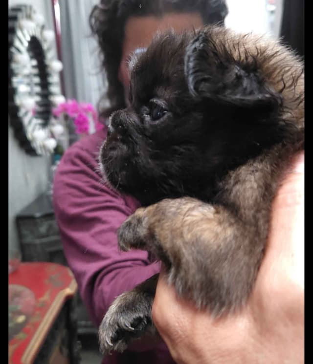 French Bulldog Puppies media 2