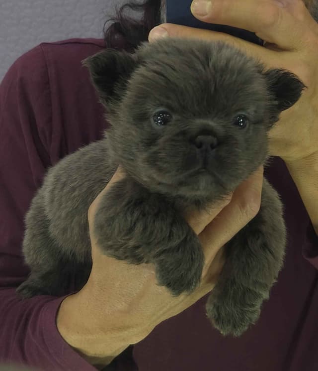 French Bulldog Puppies media 5