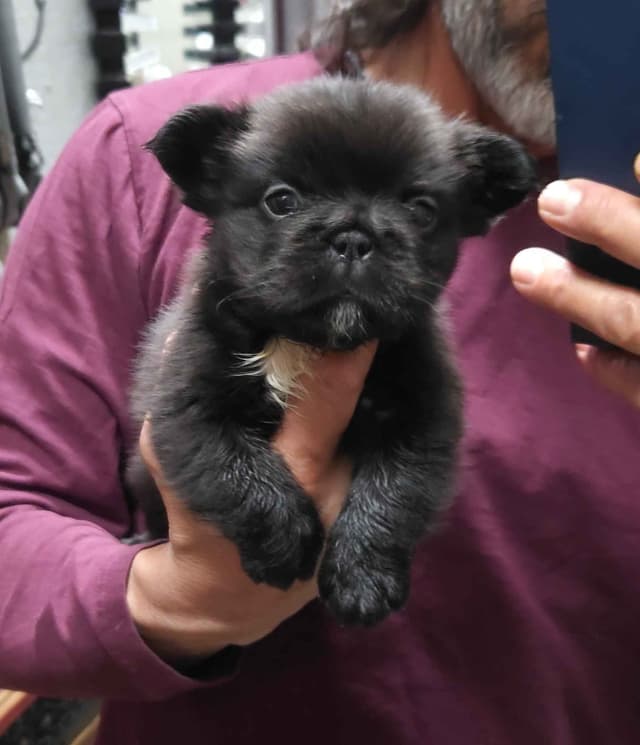French Bulldog Puppies media 6