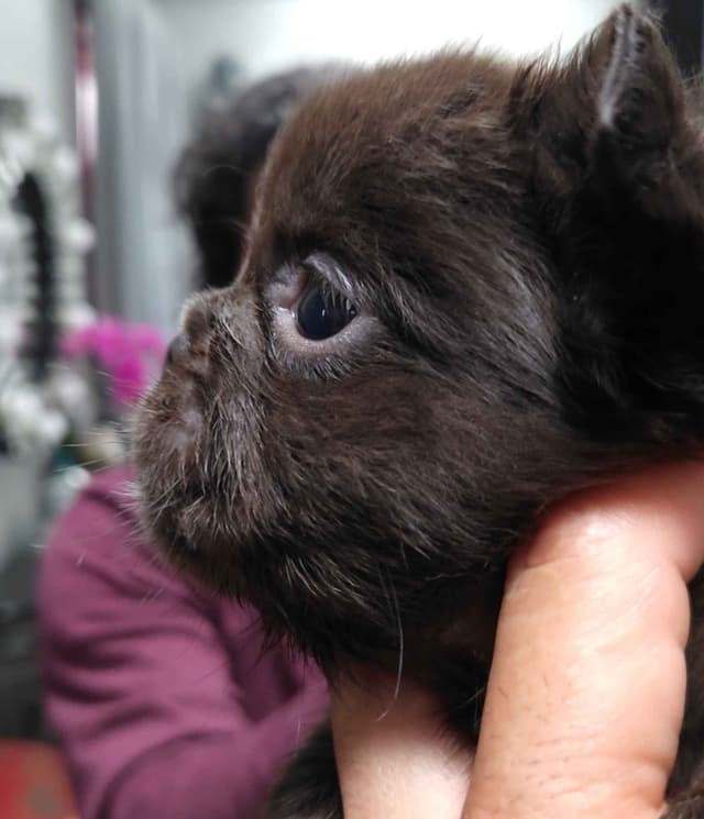 French Bulldog Puppies media 7
