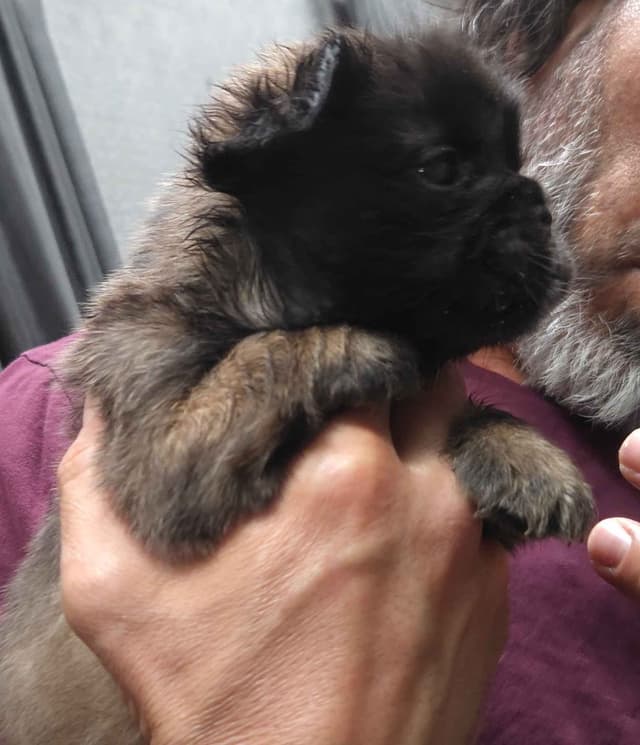 French Bulldog Puppies media 8