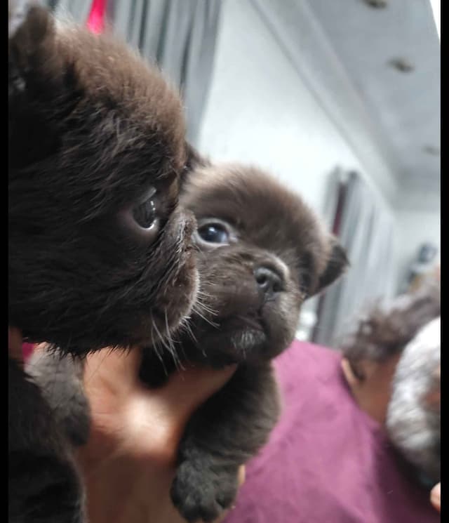 French Bulldog Puppies media 9