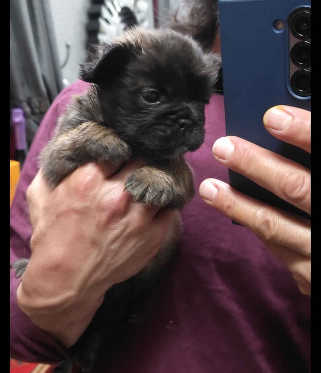 French Bulldog Puppies media 10