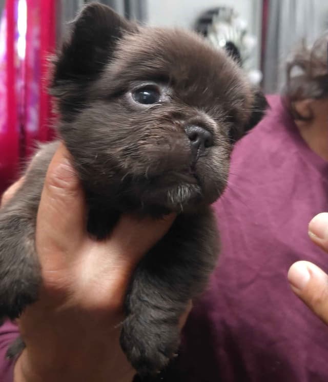 French Bulldog Puppies media 12
