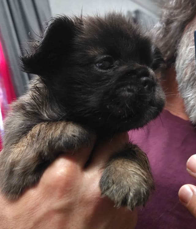 French Bulldog Puppies media 11