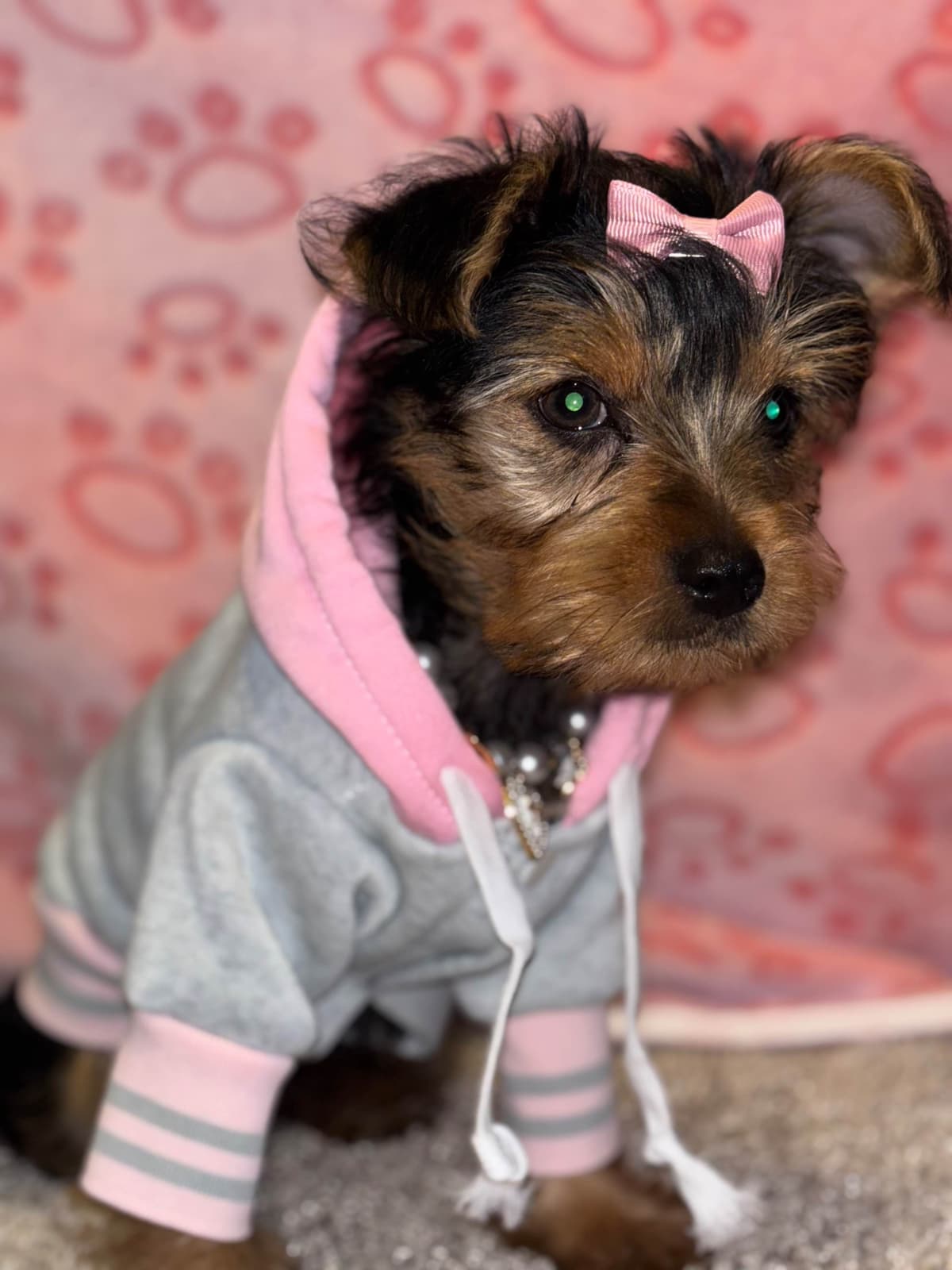 Yorkshire Terrier Puppies breeder image 4