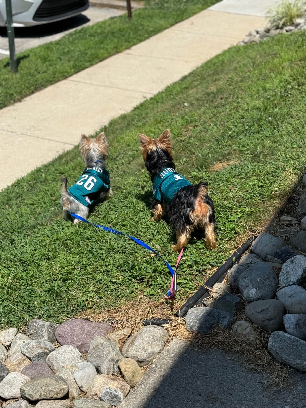 Yorkshire Terrier Puppies breeder image 2