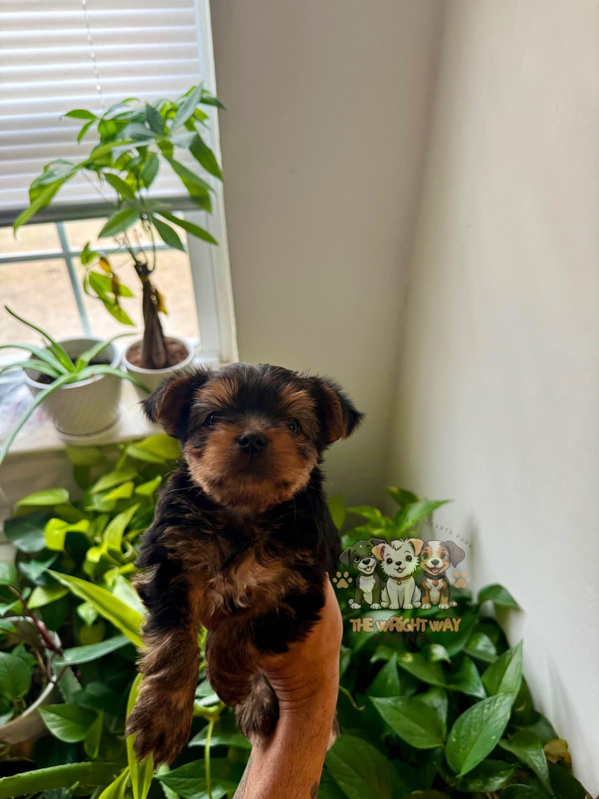 Yorkshire Terrier Puppies breeder image 1