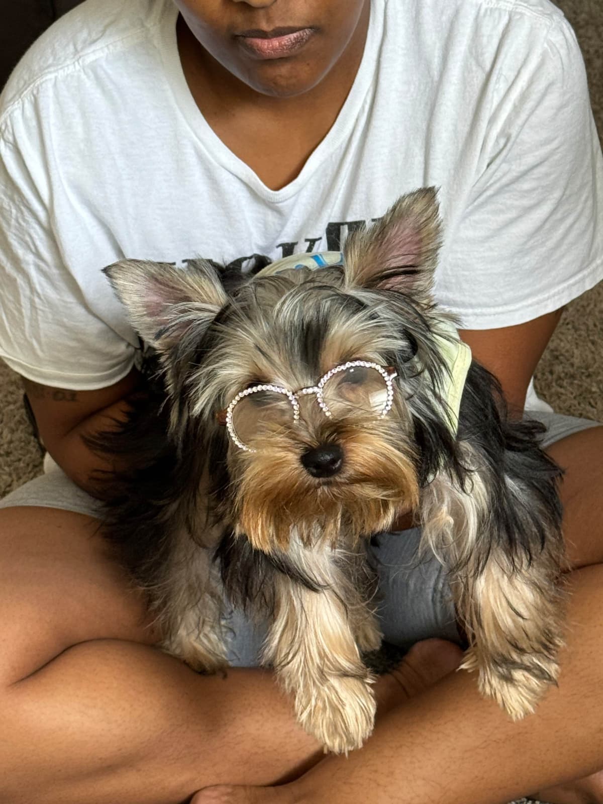 Yorkshire Terrier Puppies breeder image 3