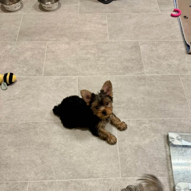 Yorkshire Terrier Puppies media 7