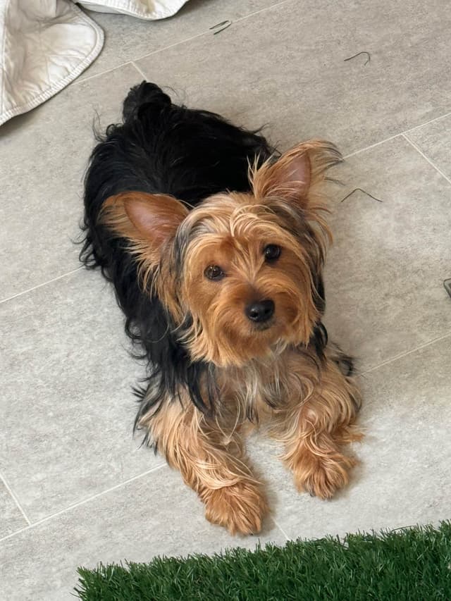 Yorkshire Terrier Puppies media 8