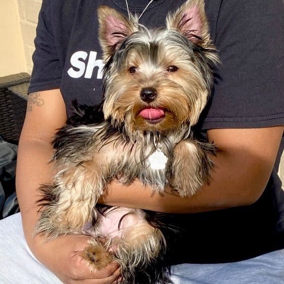 Yorkshire Terrier Puppies media 9