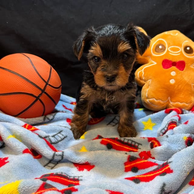 Yorkshire Terrier Puppies media 3