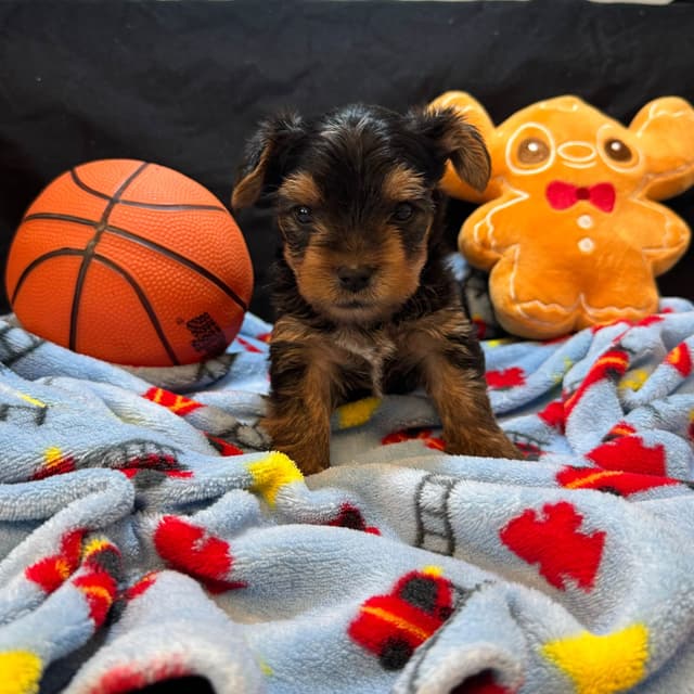Yorkshire Terrier Puppies media 2