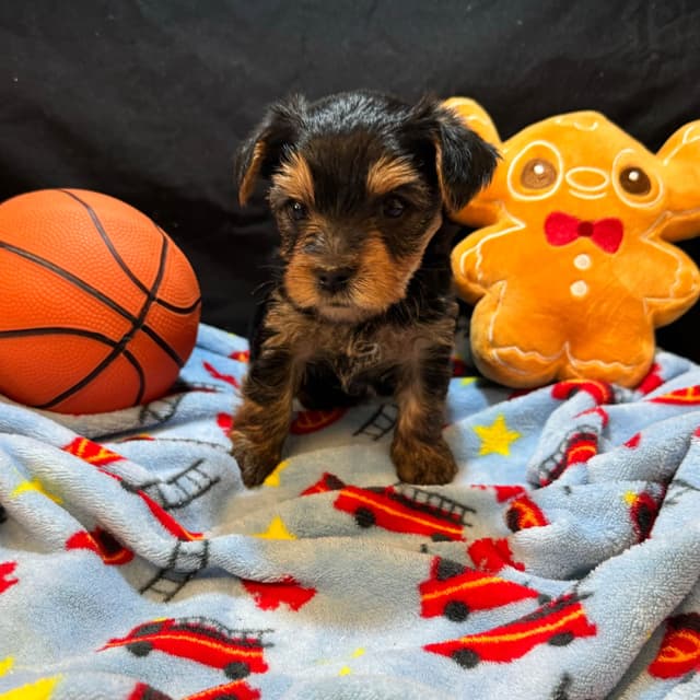 Yorkshire Terrier Puppies media 4