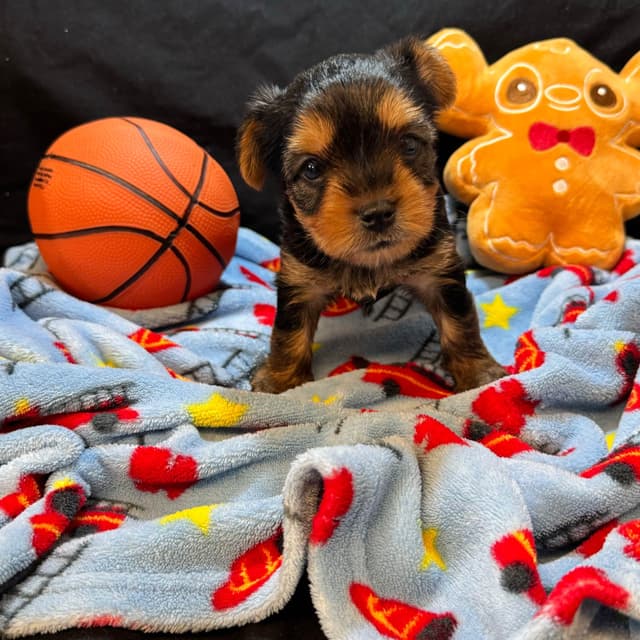 Yorkshire Terrier Puppies media 6