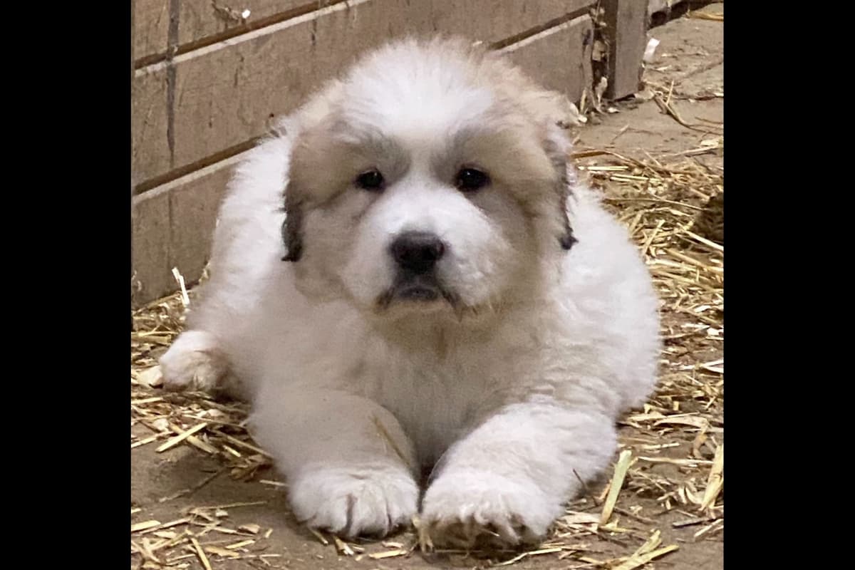 Great Pyrenees Puppies breeder image 1