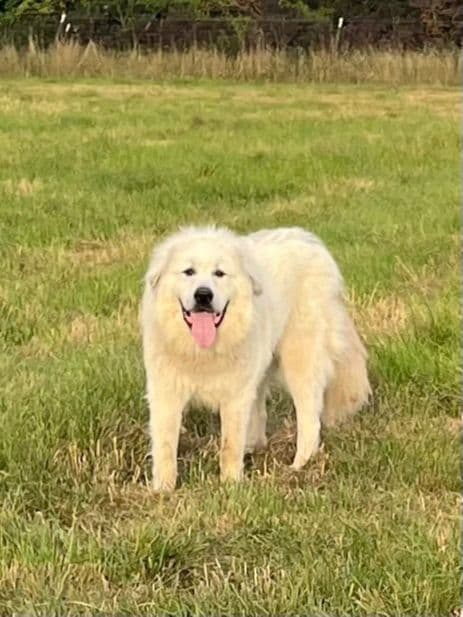 Great Pyrenees Puppies media 2