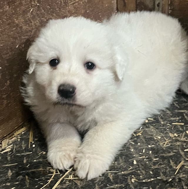Great Pyrenees Puppies media 4
