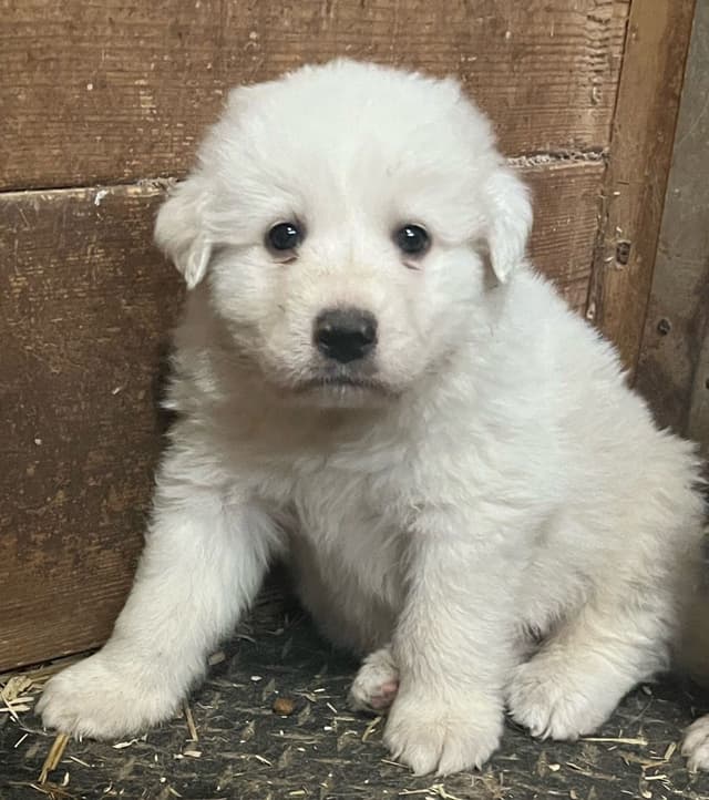 Great Pyrenees Puppies media 5